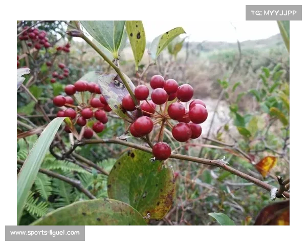 虚拟果岭雨战模拟系统获专利突破训练地理限制还原狂风场景技术